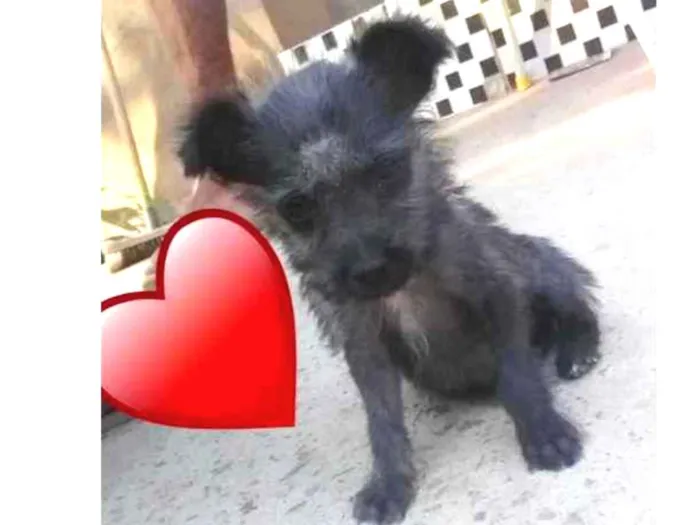 Cachorro ra a Srd idade Abaixo de 2 meses nome Lolita