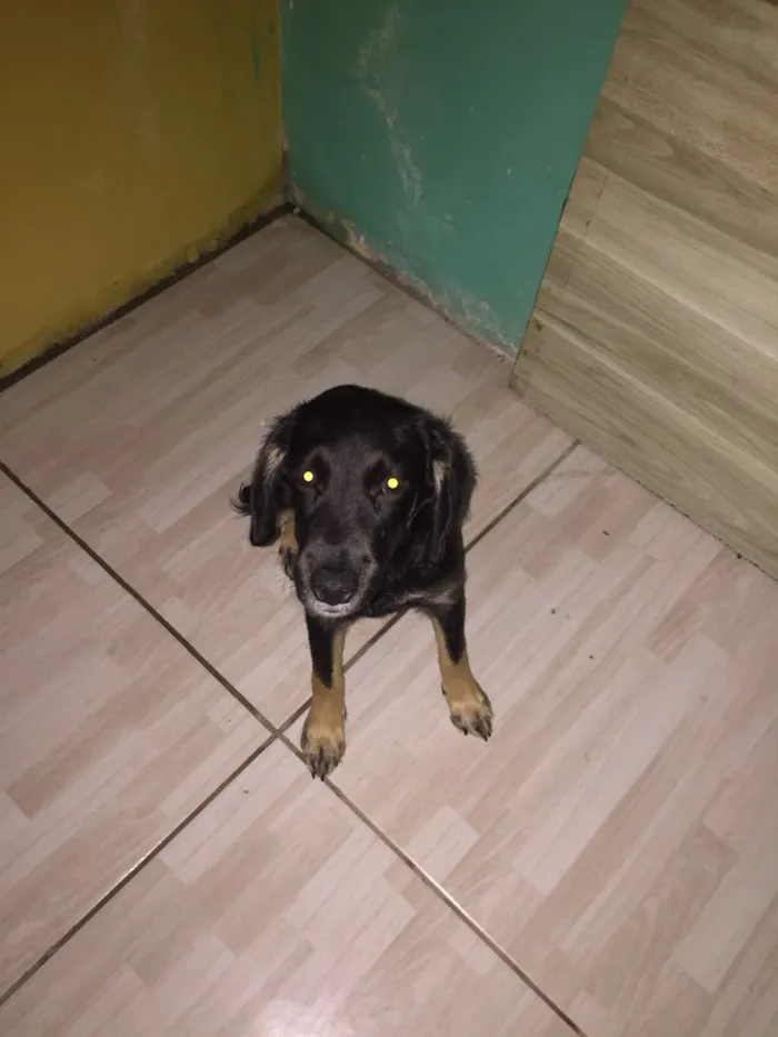 Cachorro ra a  idade 2 a 6 meses nome Lulu