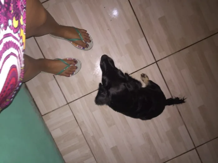 Cachorro ra a  idade 2 a 6 meses nome Lulu