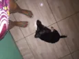 Lulu