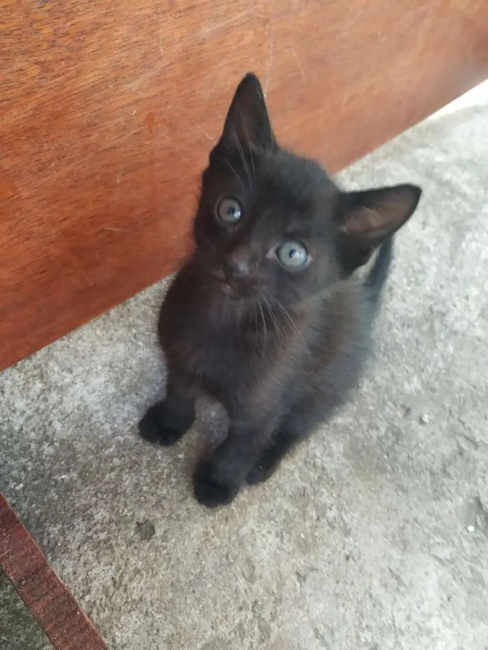 Gato ra a Indefinida idade Abaixo de 2 meses nome Sem nome