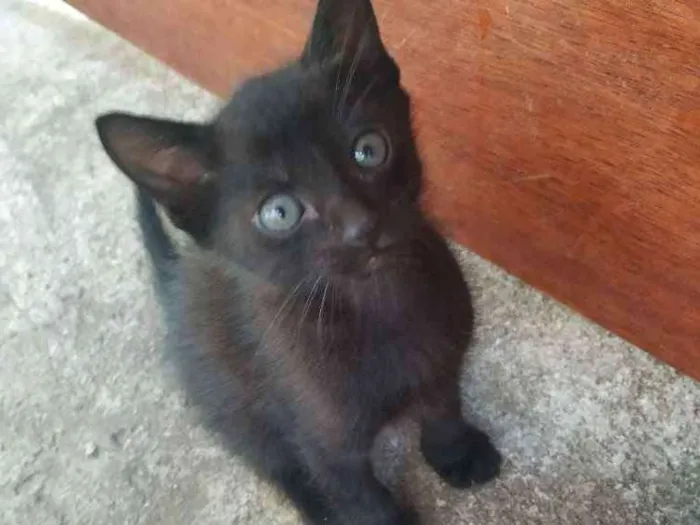 Gato ra a Indefinida idade Abaixo de 2 meses nome Sem nome