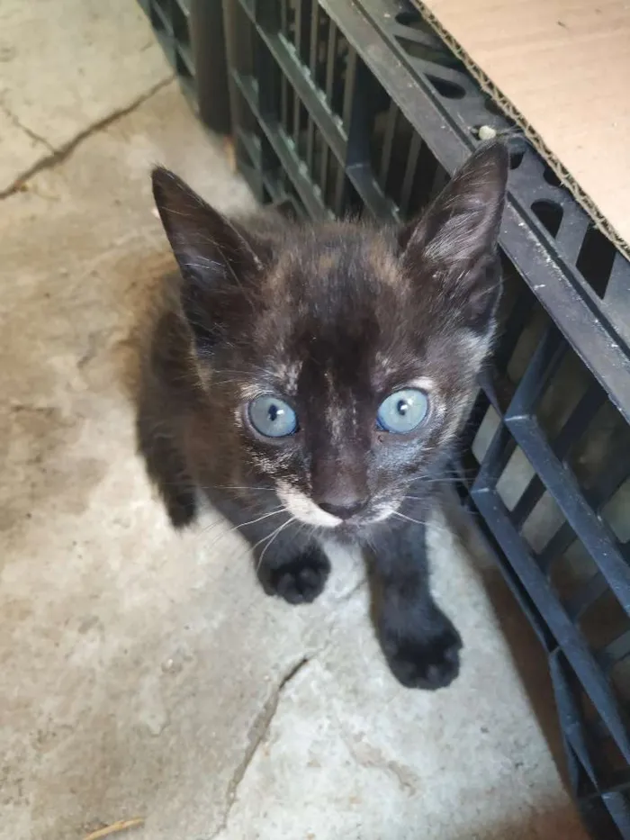 Cachorro ra a Indefinida idade Abaixo de 2 meses nome Sem nome