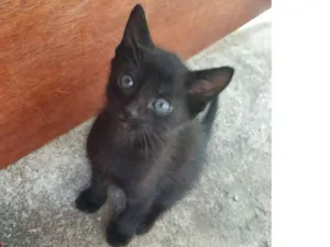 Gato raça Indefinida idade Abaixo de 2 meses nome Sem nome