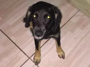 Cachorro raça  idade 2 a 6 meses nome Lulu