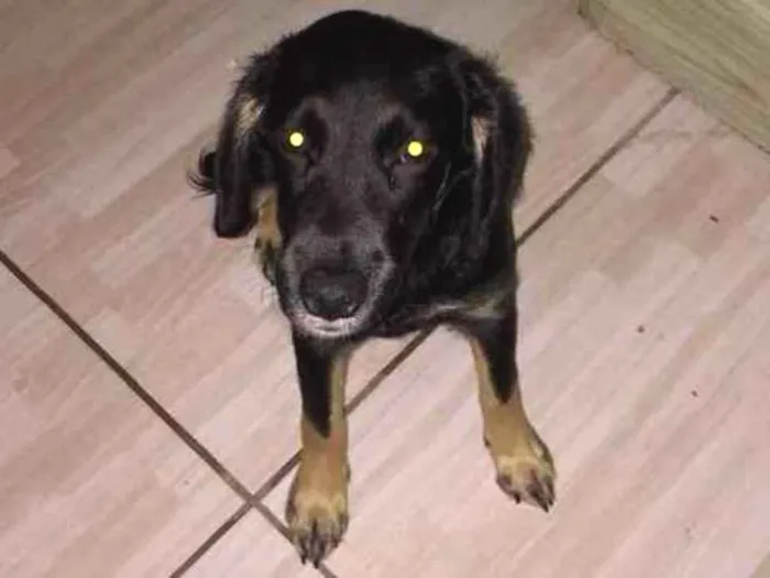 Cachorro ra a  idade 2 a 6 meses nome Lulu