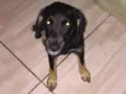 Lulu