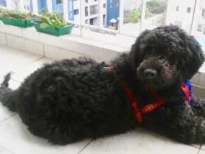 Cachorro raça Mix Poodle  idade 3 anos nome Bilú