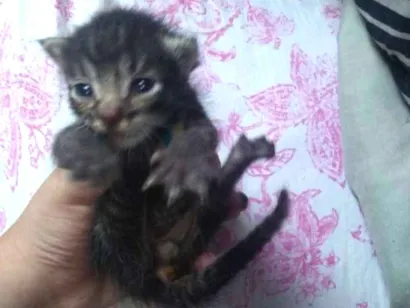Gato raça Parece ser vira lata idade Abaixo de 2 meses nome Não tem