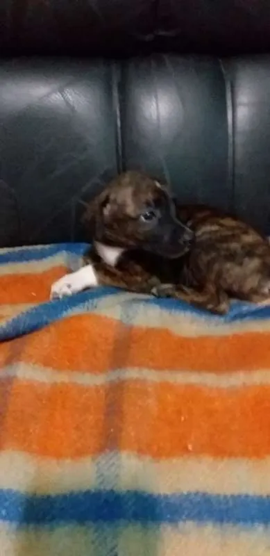 Cachorro raça vira-lata idade Abaixo de 2 meses nome Luck