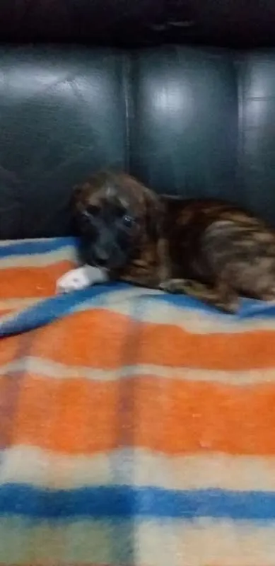 Cachorro raça vira-lata idade Abaixo de 2 meses nome Luck