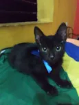Pantera negra