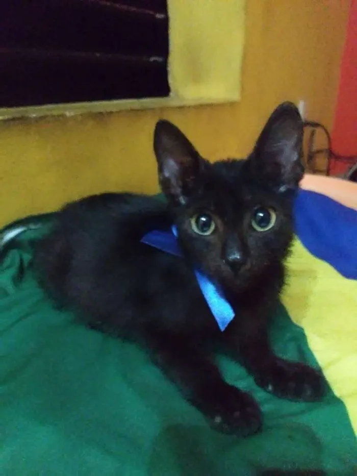 Gato ra a Diferente idade 2 a 6 meses nome Pantera negra