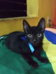 Pantera negra