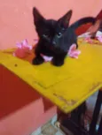 Pantera negra