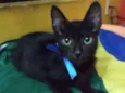 Pantera negra