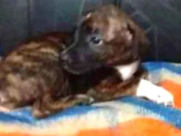 Cachorro raça vira-lata idade Abaixo de 2 meses nome Luck