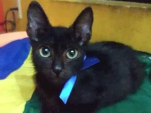 Gato raça Diferente idade 2 a 6 meses nome Pantera negra