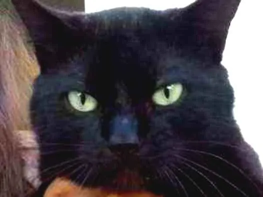 Gato ra a SRD idade 1 ano nome Kinho