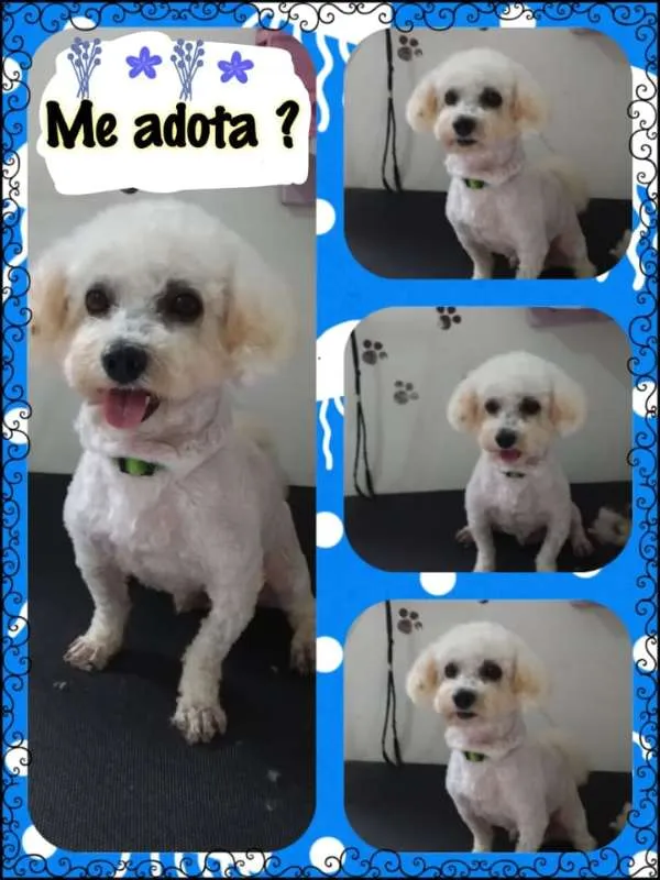 Cachorro ra a mix Bichon idade 3 anos nome Peter