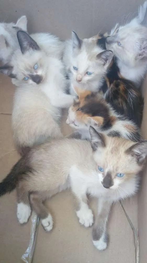 Gato ra a Não sei idade 2 a 6 meses nome Não tem