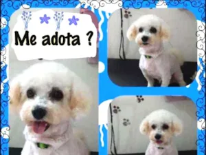 Cachorro raça mix Bichon idade 3 anos nome Peter