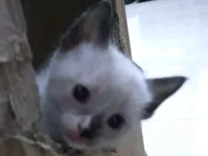 Gato raça SRD idade Abaixo de 2 meses nome Amora