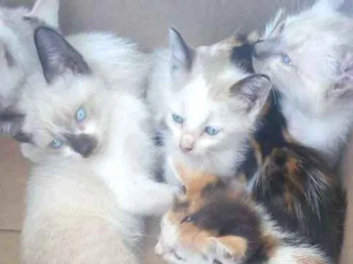 Gato ra a Não sei idade 2 a 6 meses nome Não tem