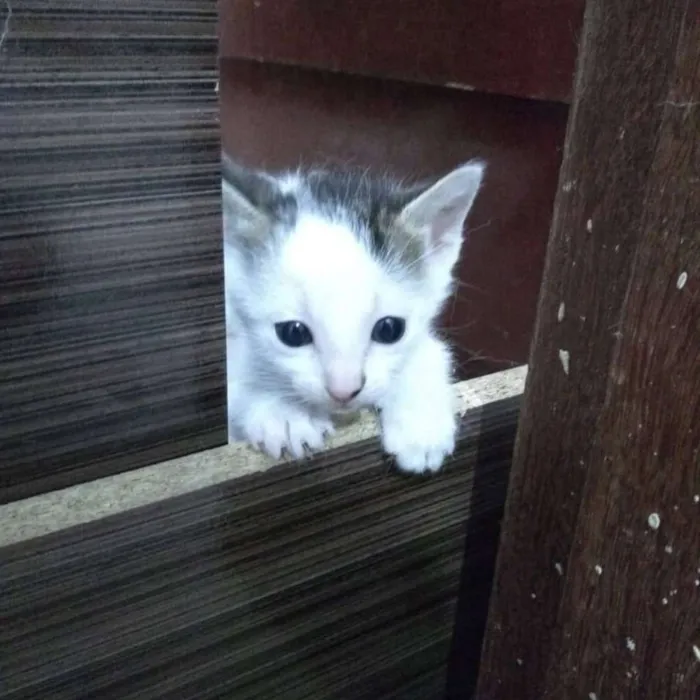 Gato ra a SRD idade Abaixo de 2 meses nome Pink