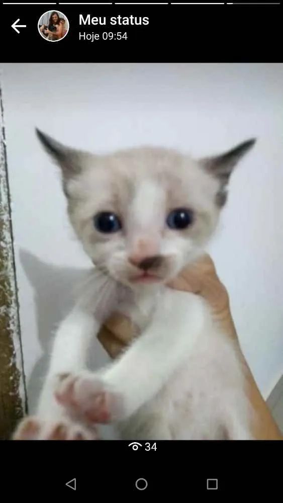 Gato ra a SRD idade Abaixo de 2 meses nome Neve