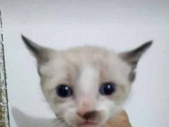 Gato ra a SRD idade Abaixo de 2 meses nome Neve
