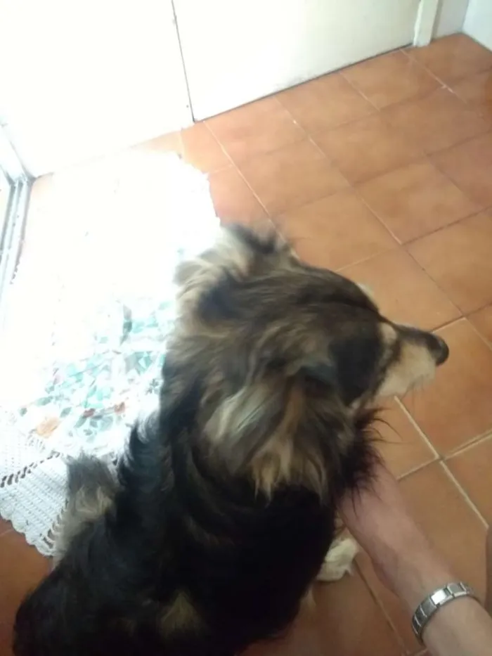 Cachorro ra a Vira Lata idade 5 anos nome Bob