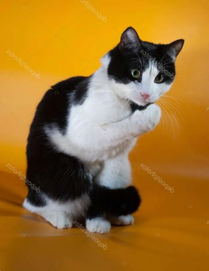 Gato ra a Mestiça  idade 7 a 11 meses nome Manu