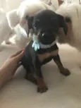 Isadora