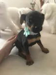 Isadora