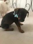 Isadora