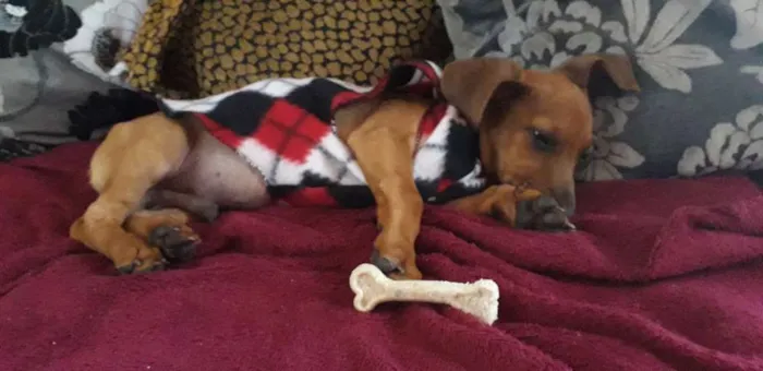 Cachorro ra a Salsicha com base idade 7 a 11 meses nome Pingo 