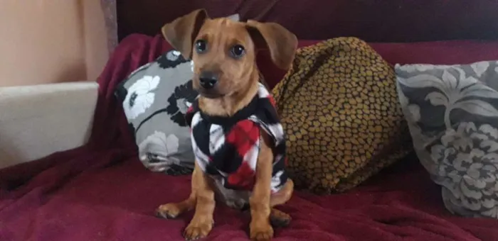 Cachorro ra a Salsicha com base idade 7 a 11 meses nome Pingo 