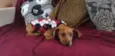 Pingo 