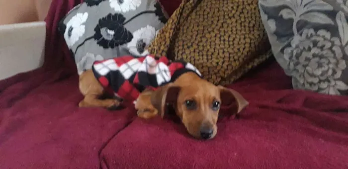 Cachorro ra a Salsicha com base idade 7 a 11 meses nome Pingo 