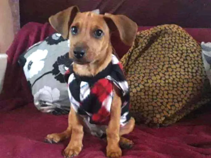 Cachorro ra a Salsicha com base idade 7 a 11 meses nome Pingo 
