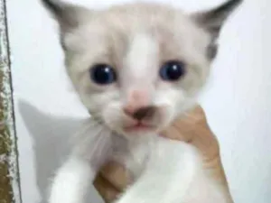 Gato raça SRD idade Abaixo de 2 meses nome Neve