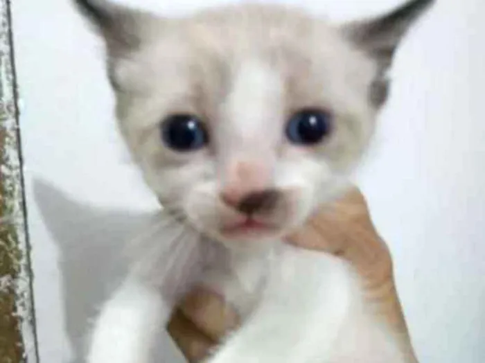 Gato ra a SRD idade Abaixo de 2 meses nome Neve