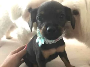 Cachorro raça Vira latas idade Abaixo de 2 meses nome Isadora