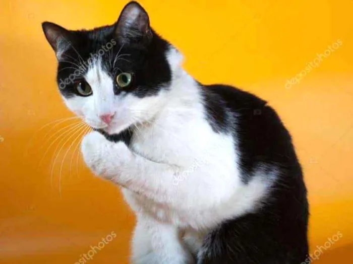 Gato ra a Mestiça  idade 7 a 11 meses nome Manu