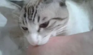Gato raça  idade 7 a 11 meses nome Nina