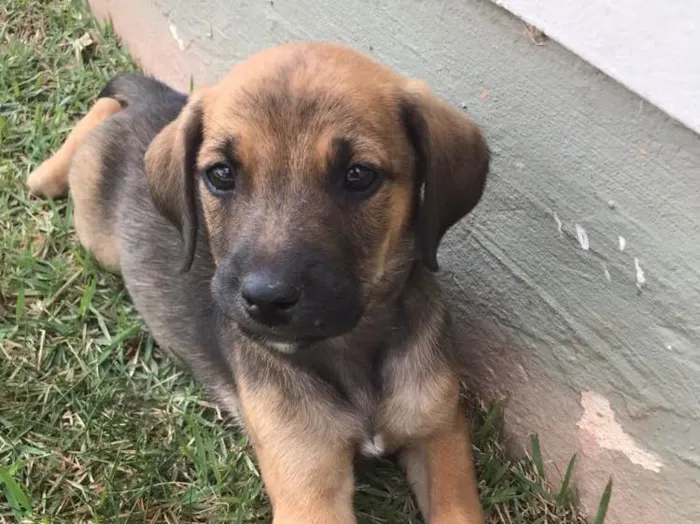 Cachorro ra a Sem raça definida idade 2 a 6 meses nome Valente