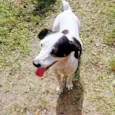 Cachorrinha Bety