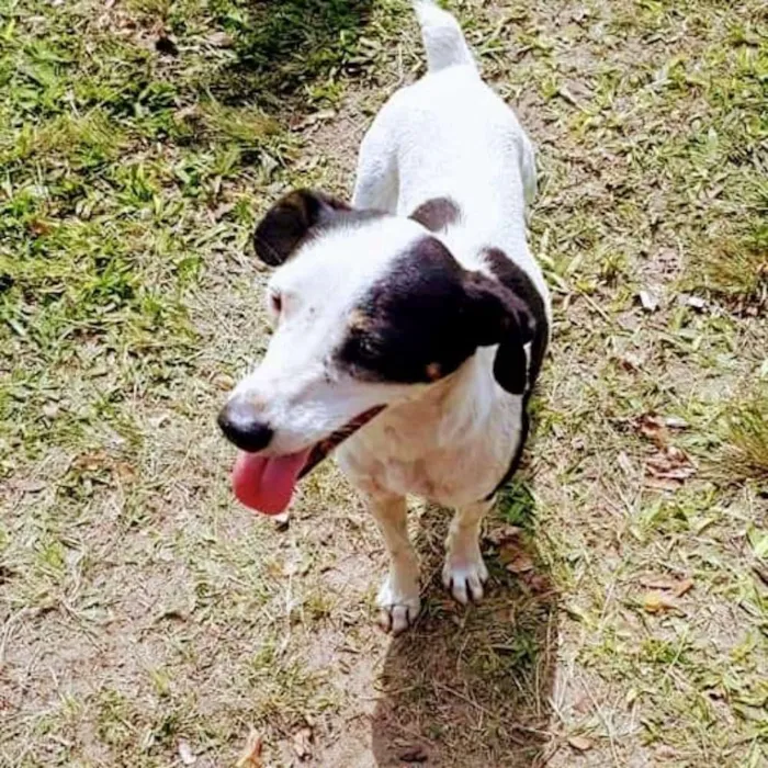 Cachorro raça SRD idade 2 anos nome Cachorrinha Bety