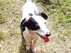 Cachorro raça SRD idade 2 anos nome Cachorrinha Bety